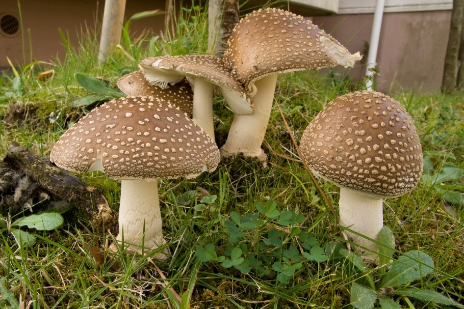 Много мухоморов