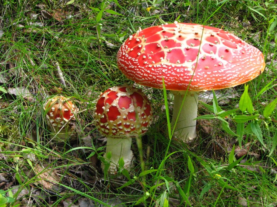 Мухомор Королевский