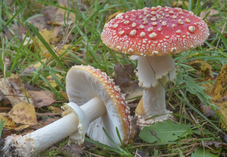 Мухомор шишковидный Amanita