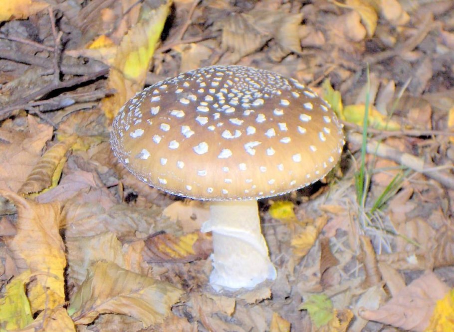 Мухомор пантерный и мухомор красный