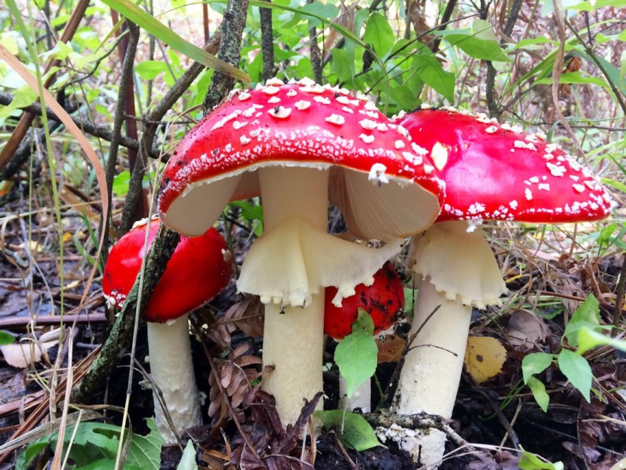 Мухомор виды и подвиды