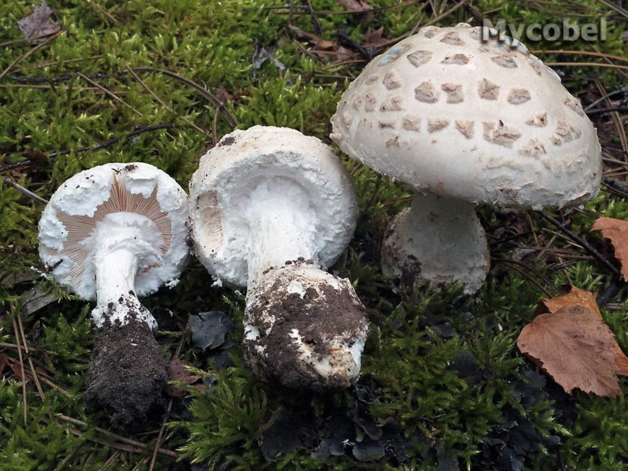 Agaricus muscarius — красный мухомор