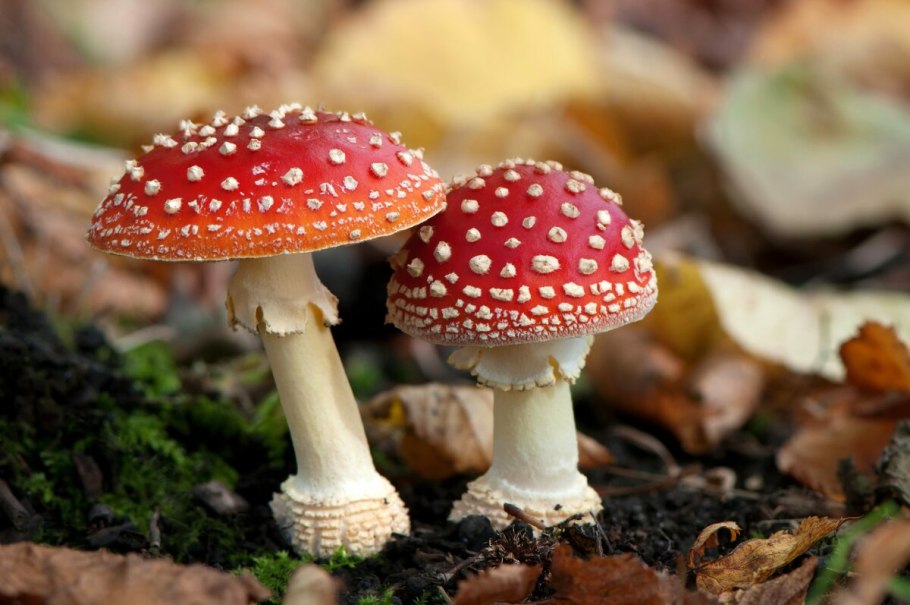 Мухомор Amanita muscaria