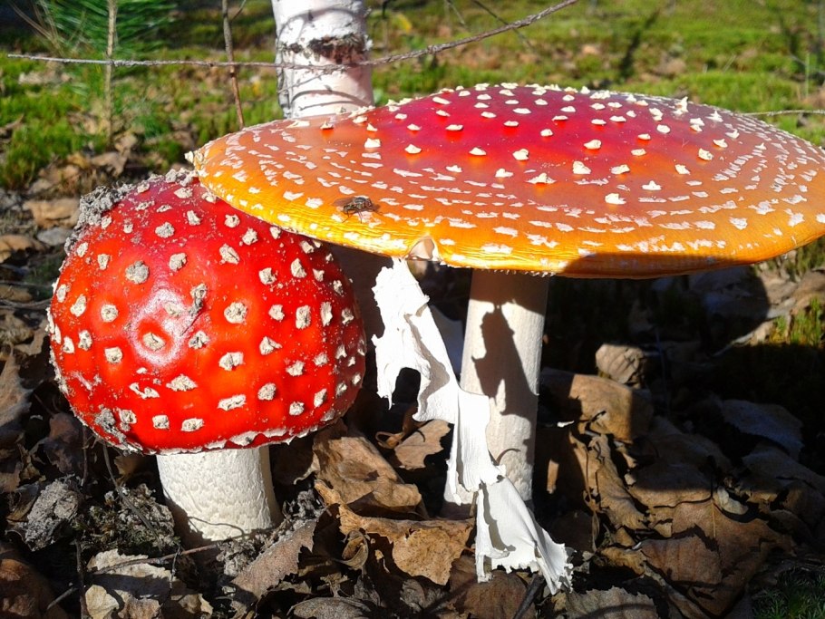 Несъедобные грибы мухомор