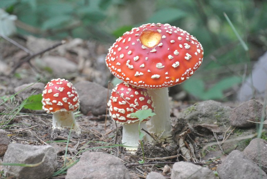 Сухой мухомор красный Amanita muscaria
