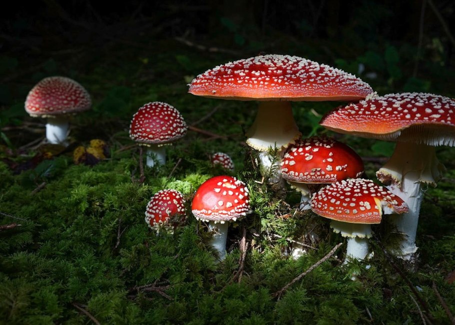 Грибы Аманита Мускария