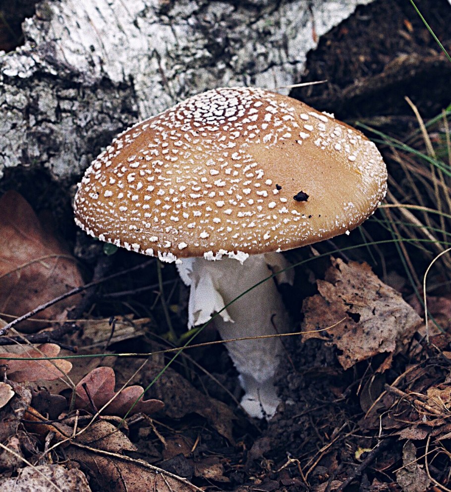 Мухомор Аманита Мускария