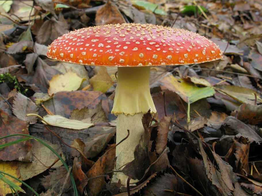 Грибы Аманита Мускария