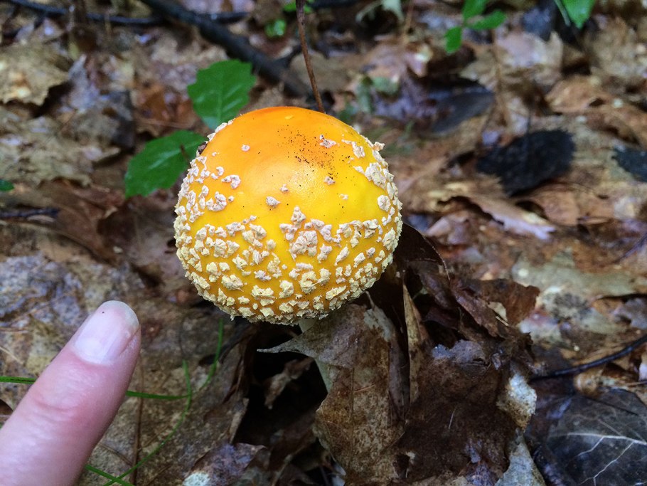 Цезарский мухомор