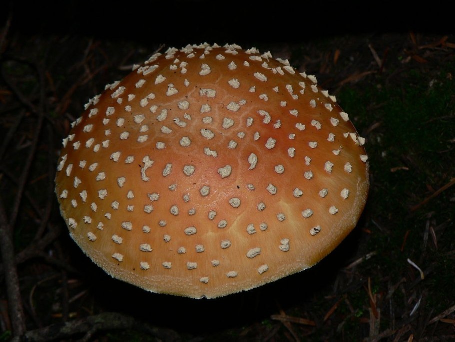 Грибница мухомора