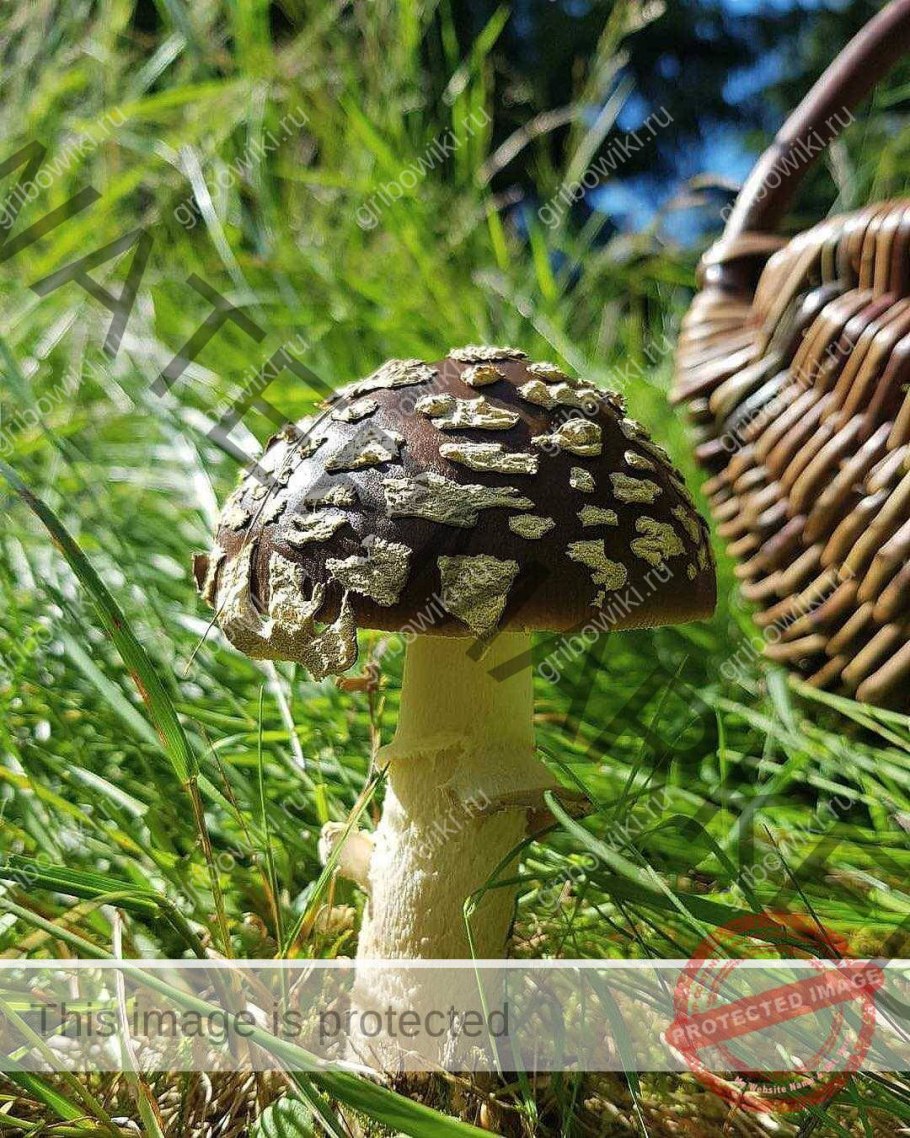 Гриб мухомор галлюциногенный