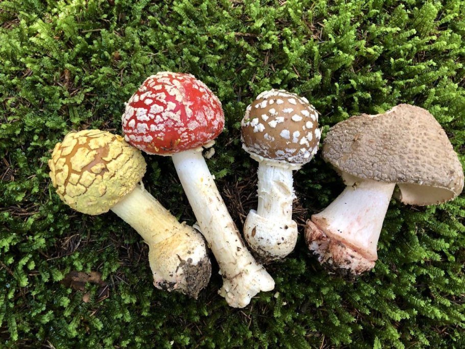 Королевский мухомор и пантерный