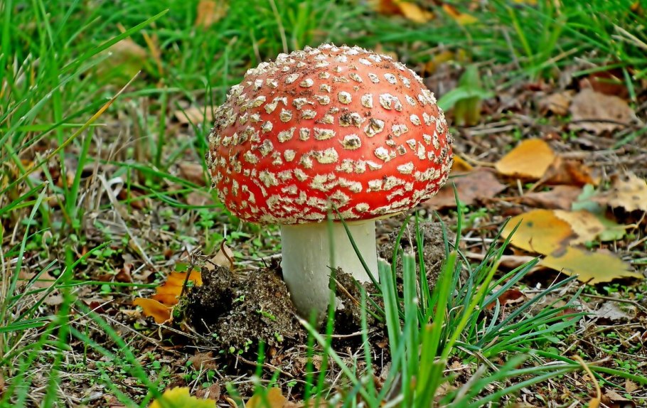 Пантерный мухомор синий