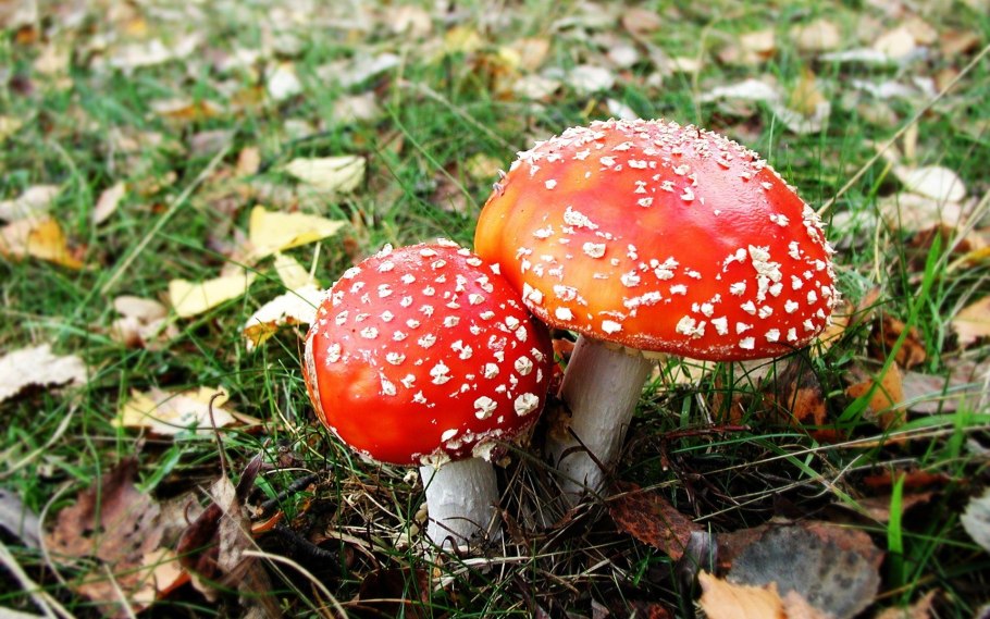 Мухомор Королевский Amanita regalis