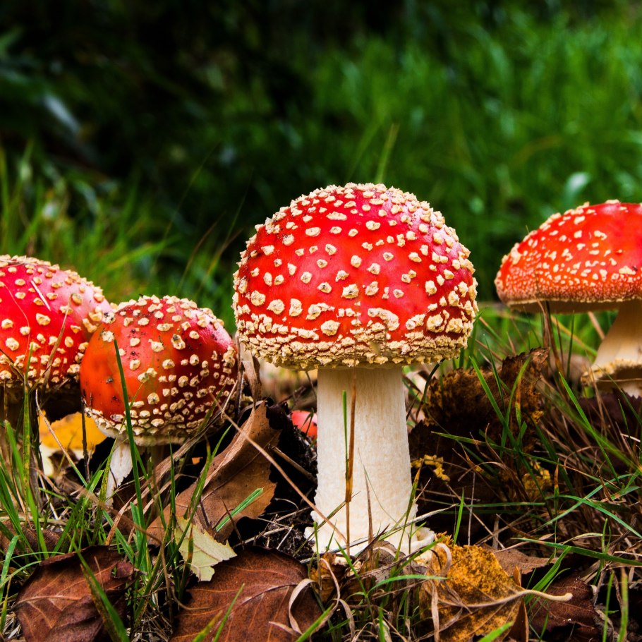 Dreamcore грибы