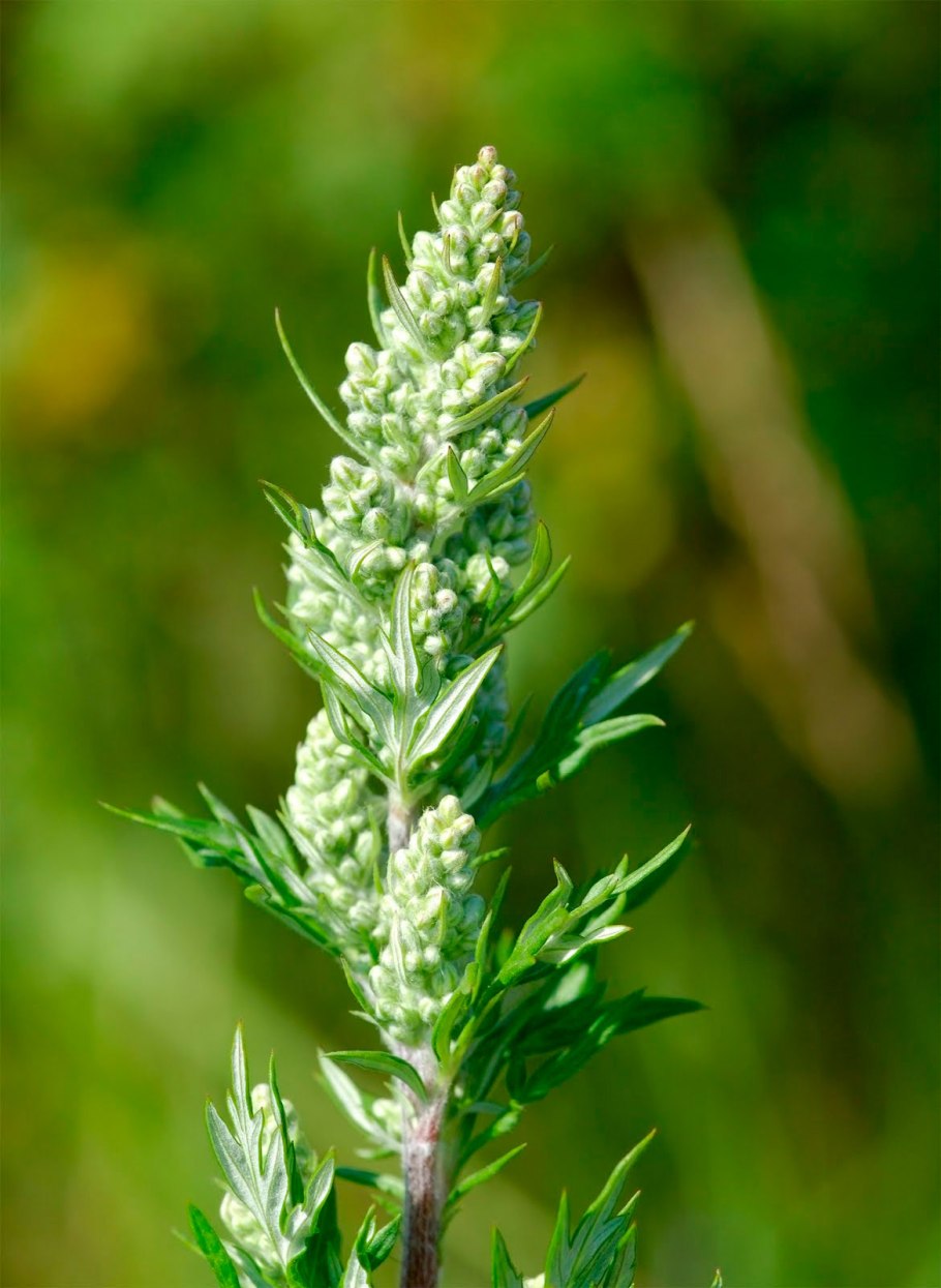 Пыльца полыни