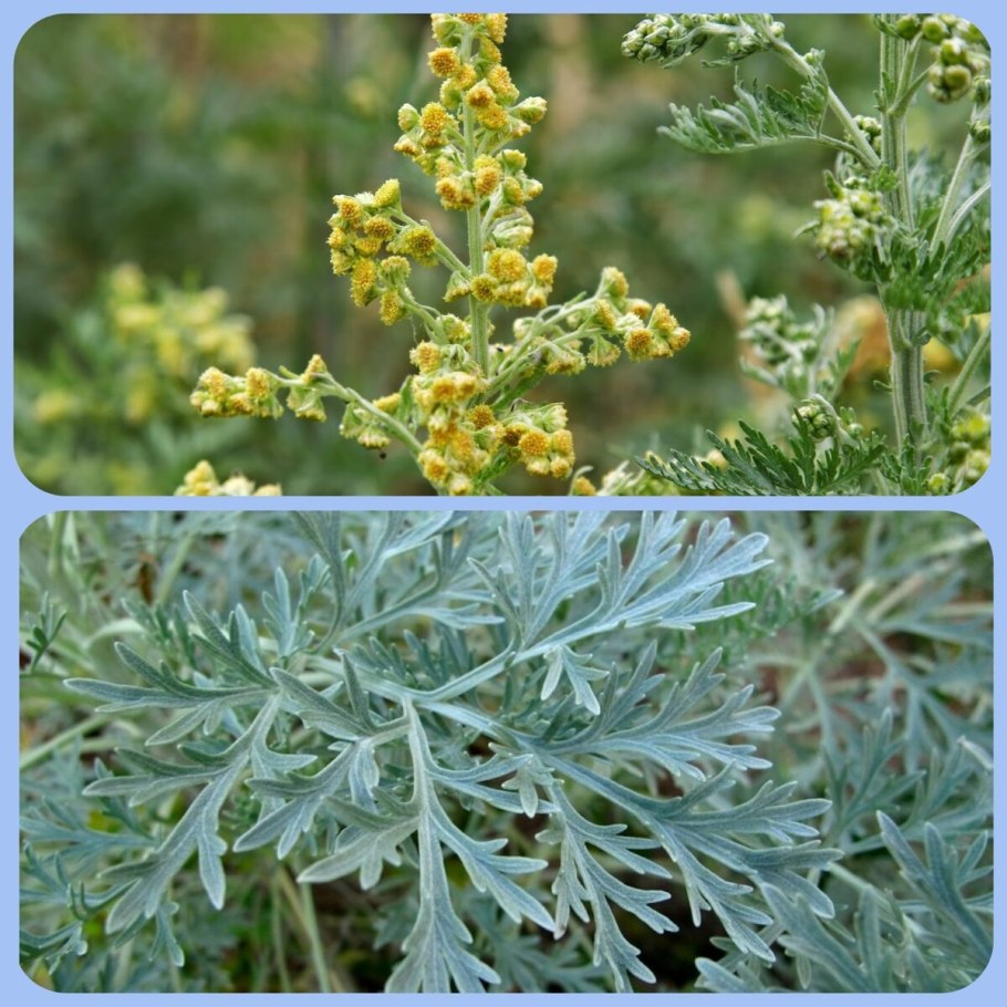 Полынь горькая (Artemisia absinthium)