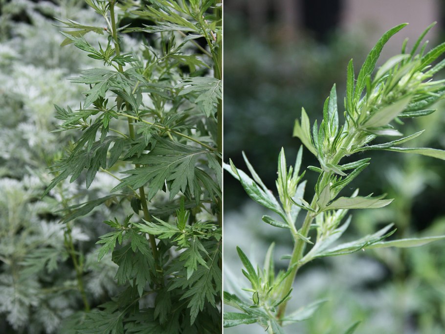 Полынь обыкновенная (Artemisia vulgaris)