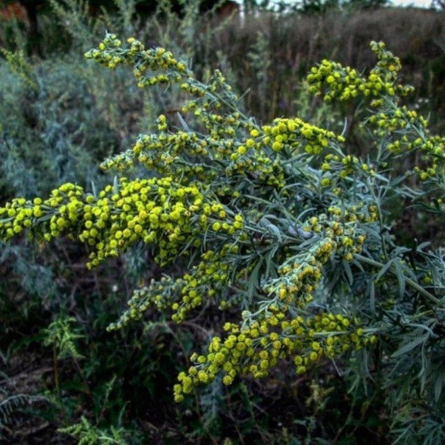 Полынь горькая (Artemísia absínthium).