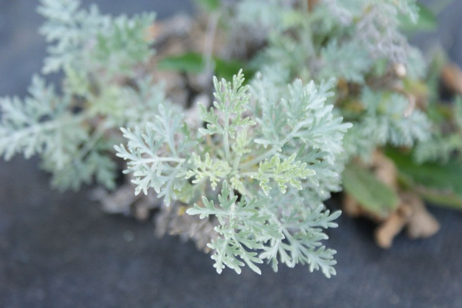 Полынь растение