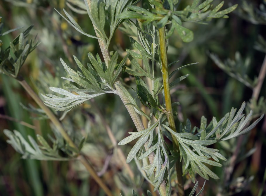 Полынь горькая (Artemisia absinthium)
