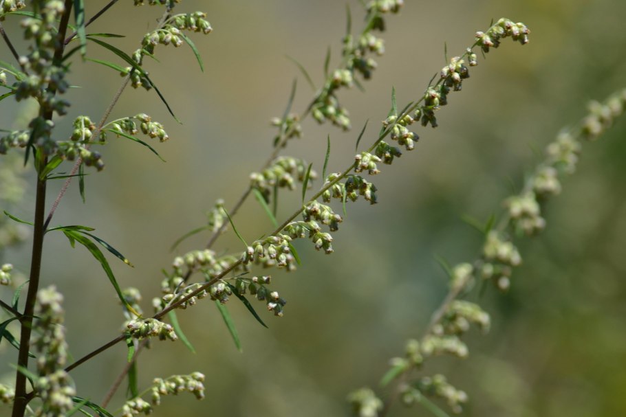 Полынь полукустарник
