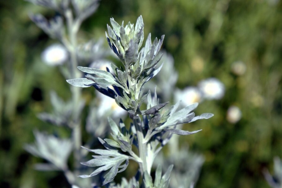 Полынь Artemisia Makana Silver