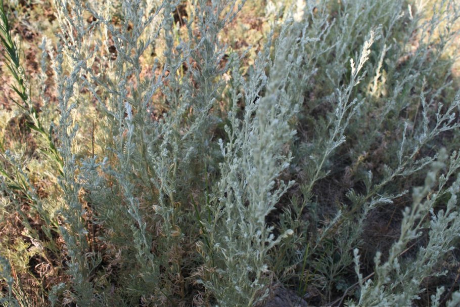 Полынь горькая (Artemisia absinthium)