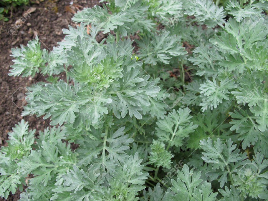Полынь горькая (Artemisia absinthium)