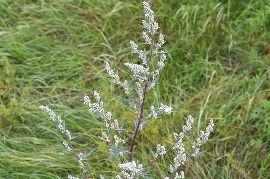 Полынь чернобыльник