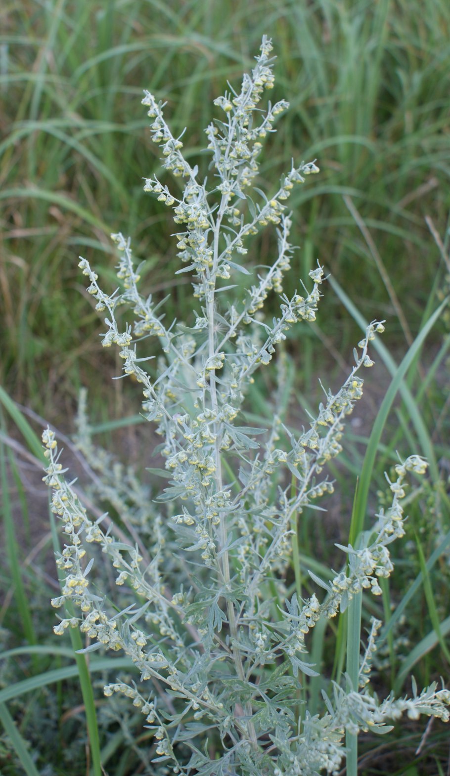 Полынь горькая (Artemisia absinthium)