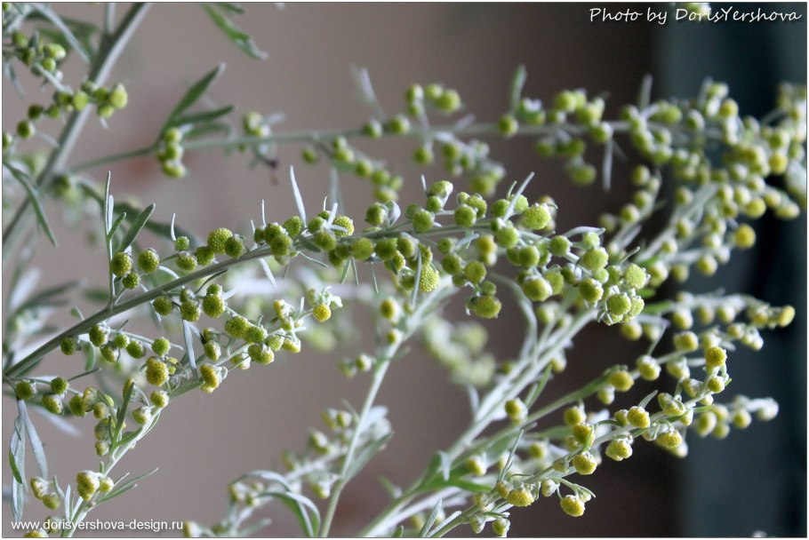 Полынь горькая чернобыльник