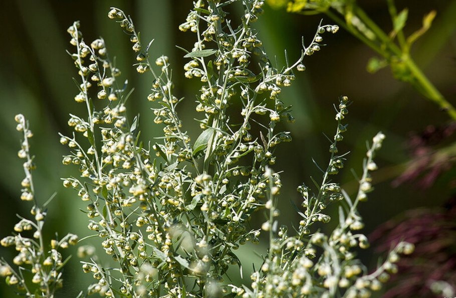 Полынь горькая artemisia absinthium