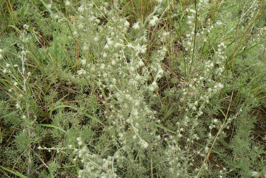 Полынь Artemisia absinthium