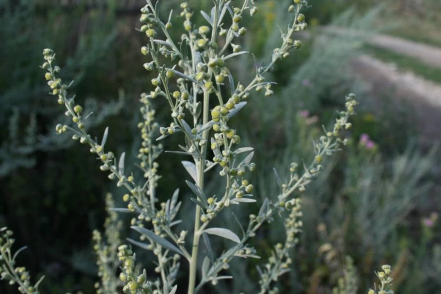 Полынь горькая (Artemísia absínthium).