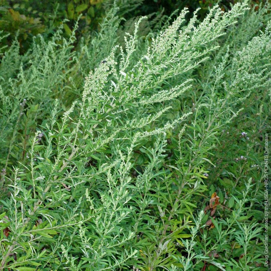 Mugwort (Artemisia vulgaris) Полынь обыкновенная.