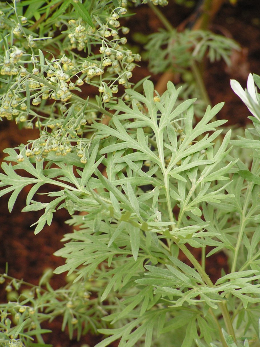 Полынь Таврическая (Artemisia Taurica)