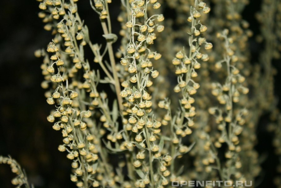 Полынь Кавказская