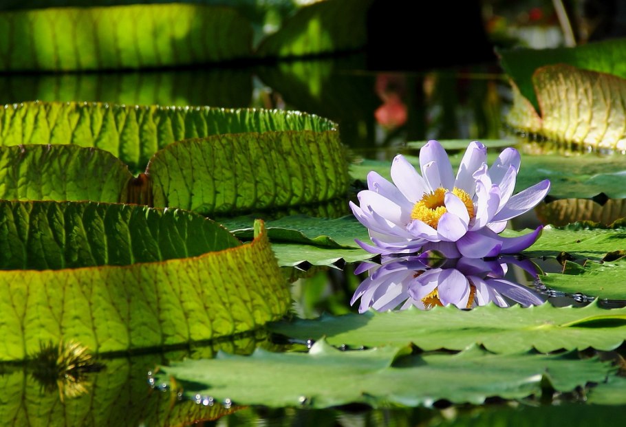 Виктория Амазонская цветок