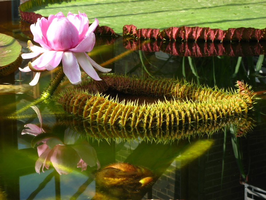 Кувшинка Виктория-Регия