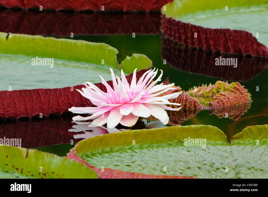 Кувшинка виктория амазонская