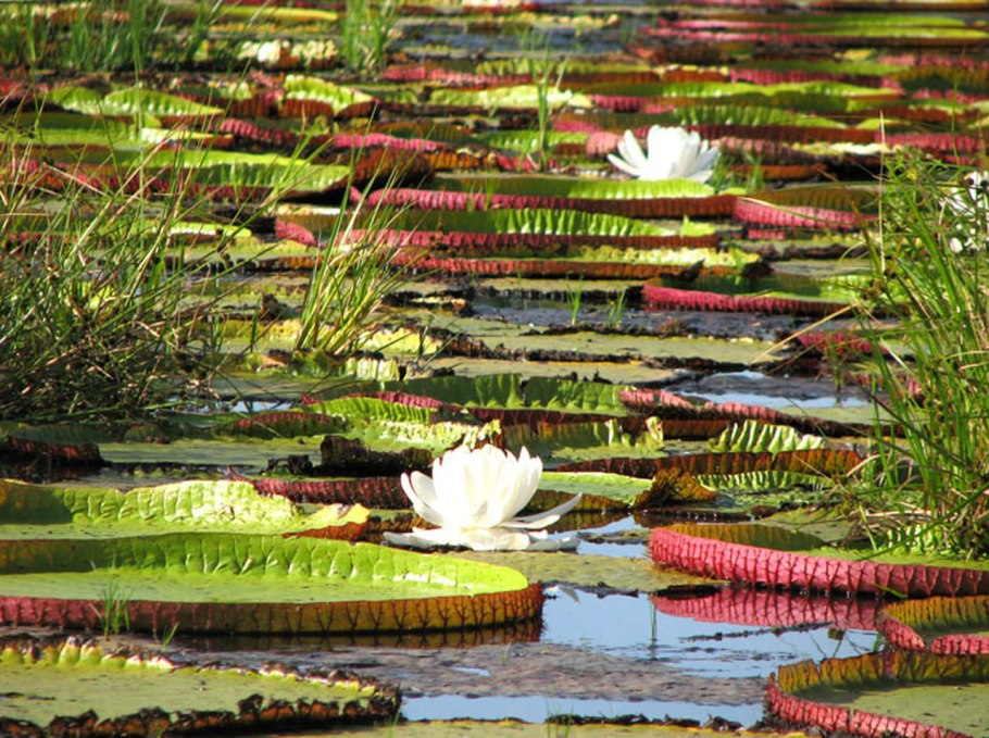 Лилия Виктория Амазонская