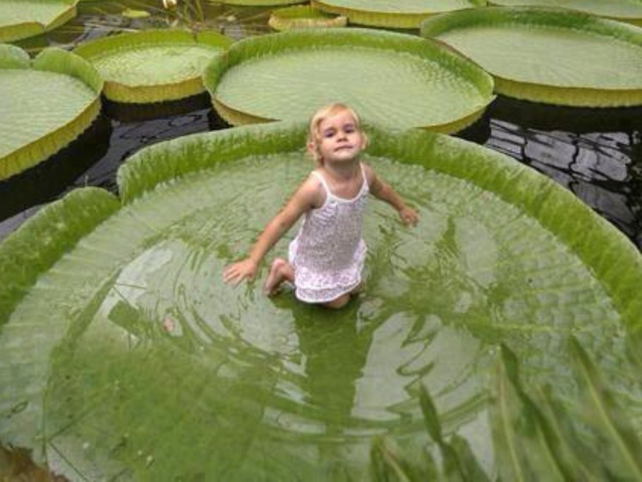 Гигантская кувшинка Виктория-Регия