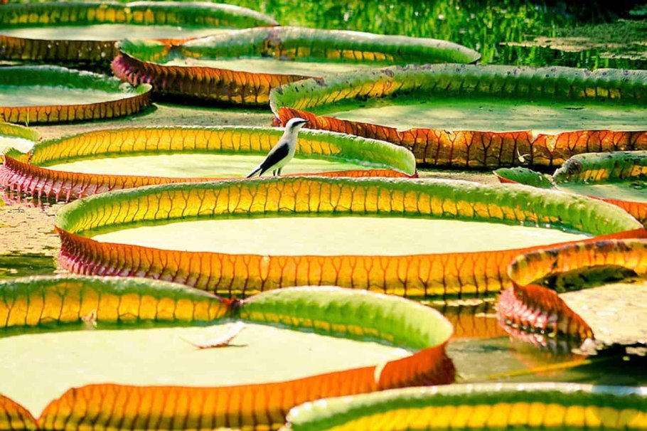 Лотос амазонский