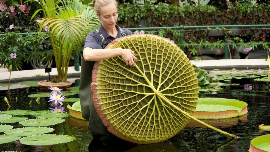 Кувшинка Виктория-Регия с человеком