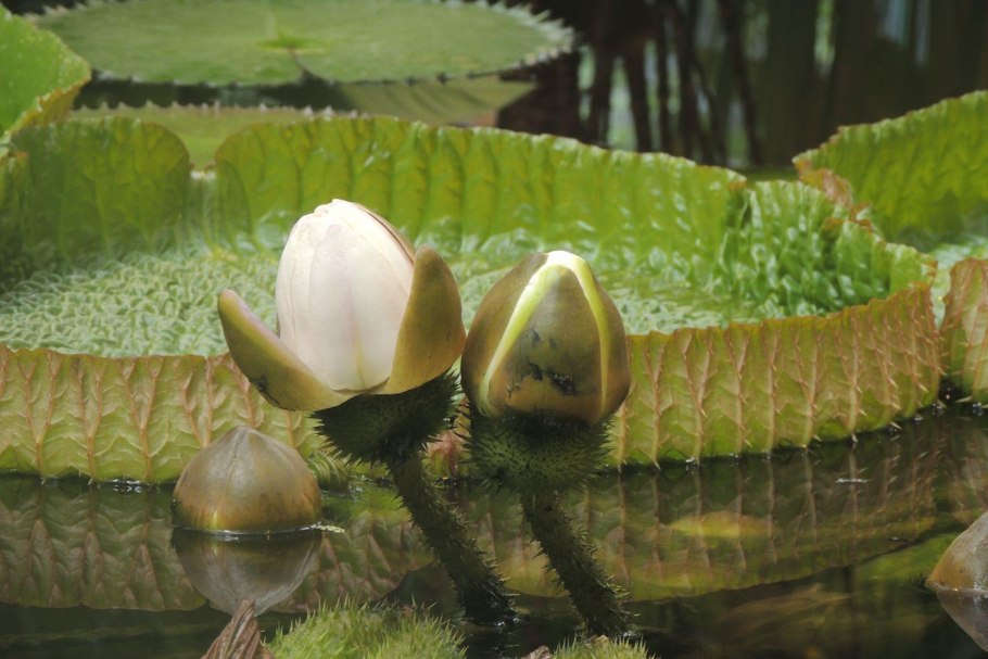 Кувшинка Виктория Амазонская в Ботаническом саду