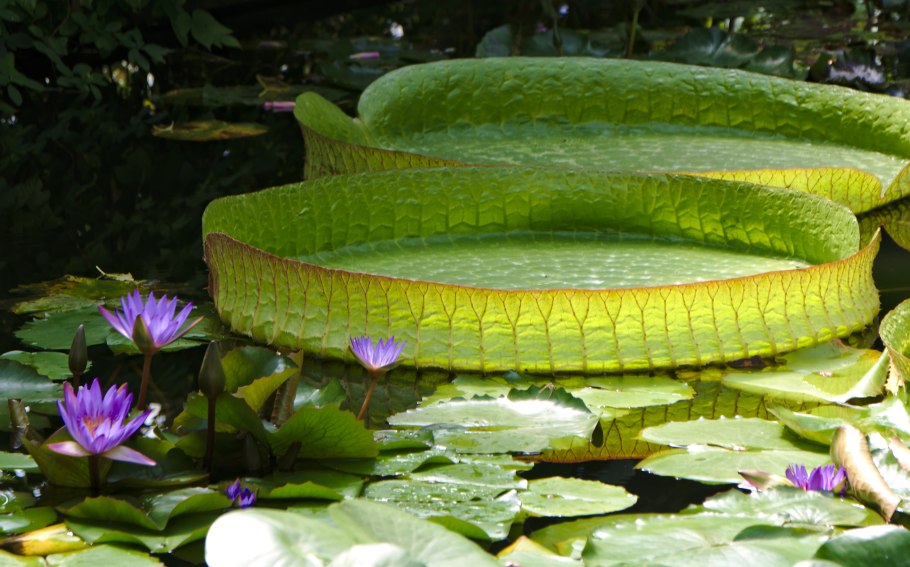 Лотос Виктория Амазонская