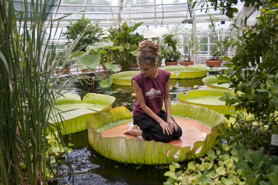 Кувшинка Виктория-Регия