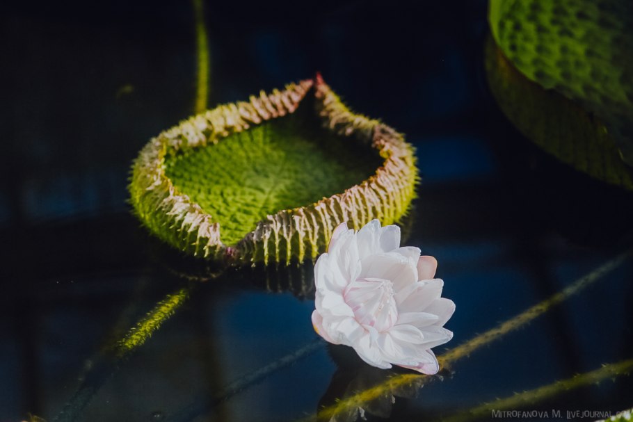 Кувшинка Виктория-Регия