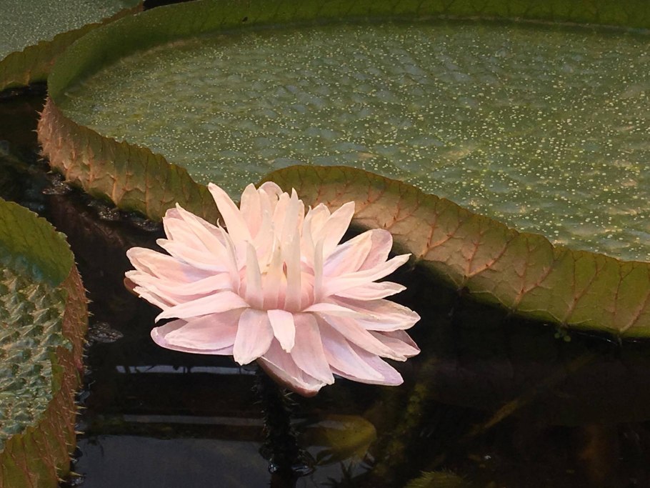 Виктория круциана